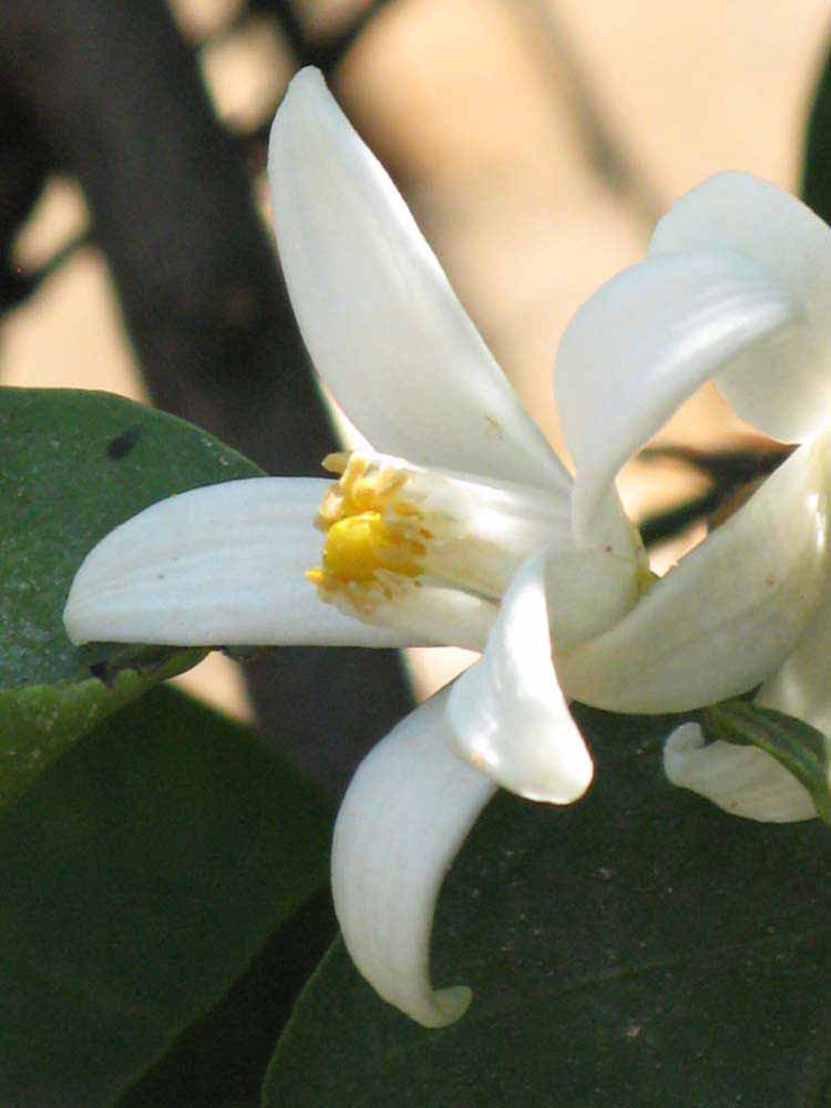              Flower (Riverside, CA)       